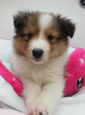 ２０１６年度最後のオススメ犬発表☆