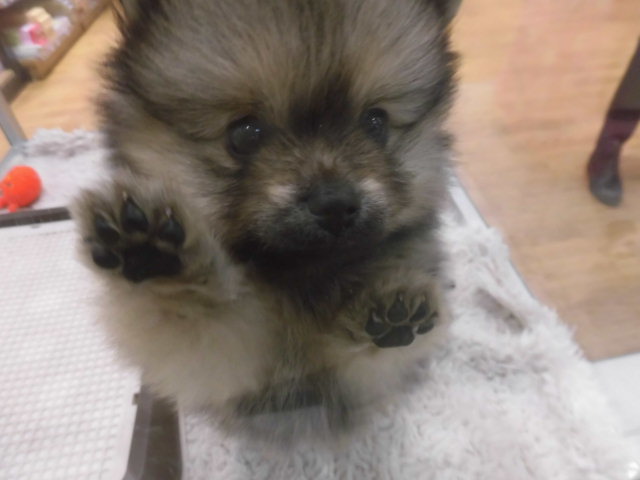 お知らせです！