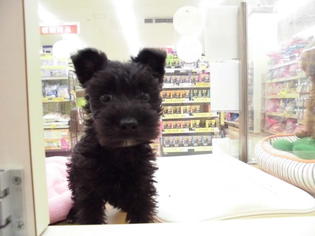甘えん坊★シュシュちゃん