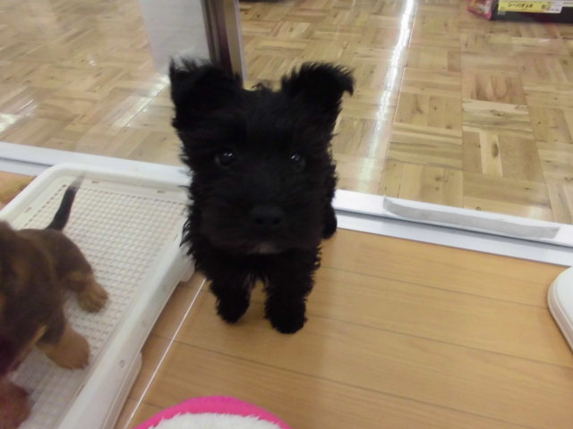 シュシュちゃんオモチャ遊び☆