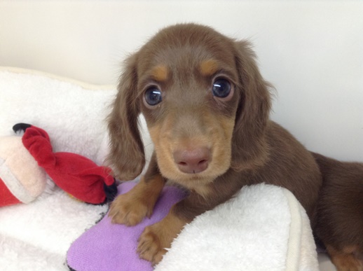 ☆NEWオススメ犬のご紹介☆