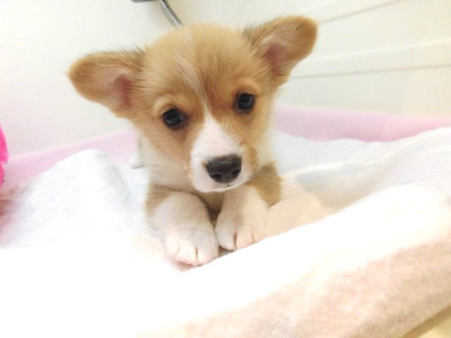 こぎたんすくすく成長中！！