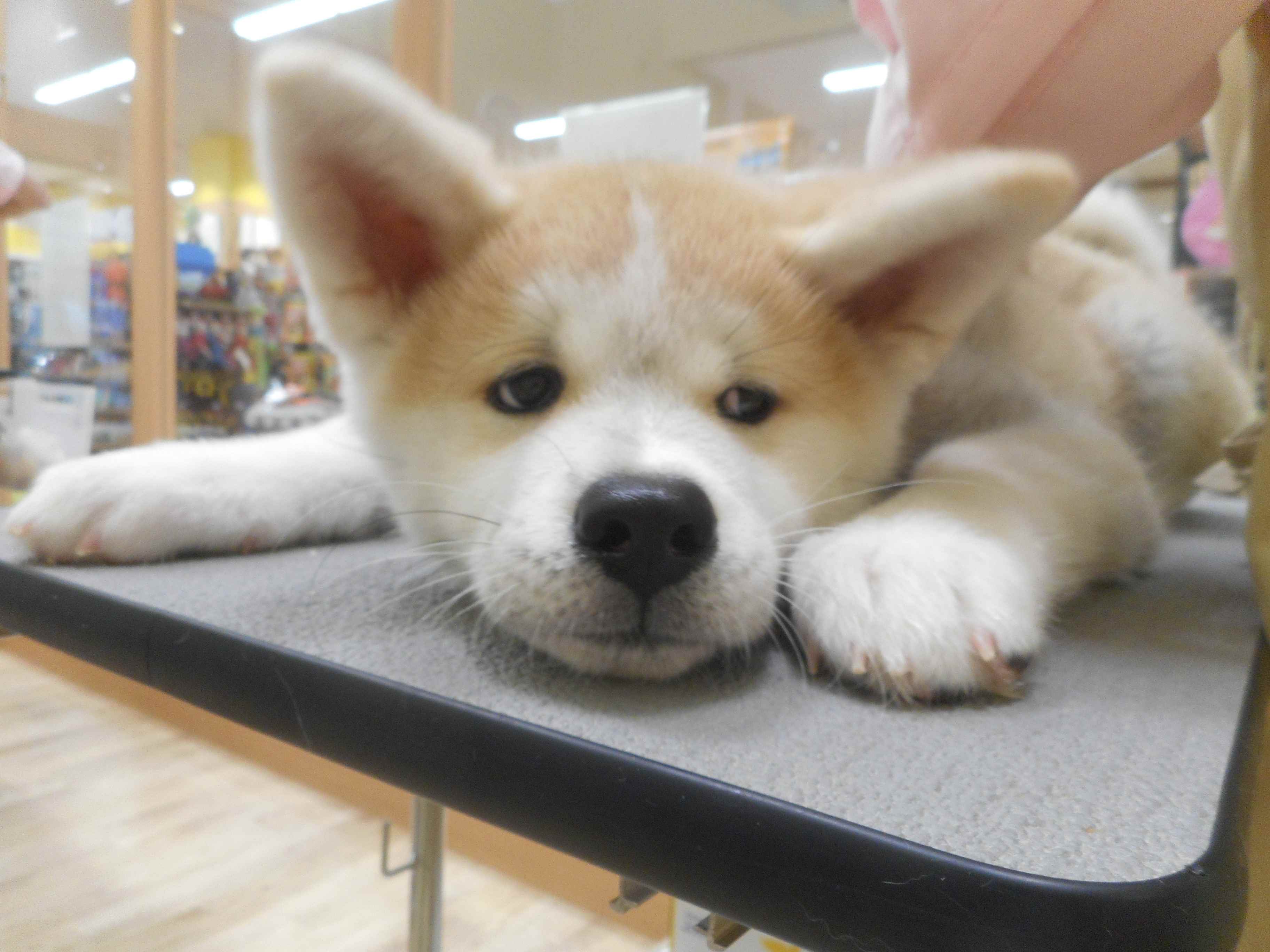 お手入れしました★☆