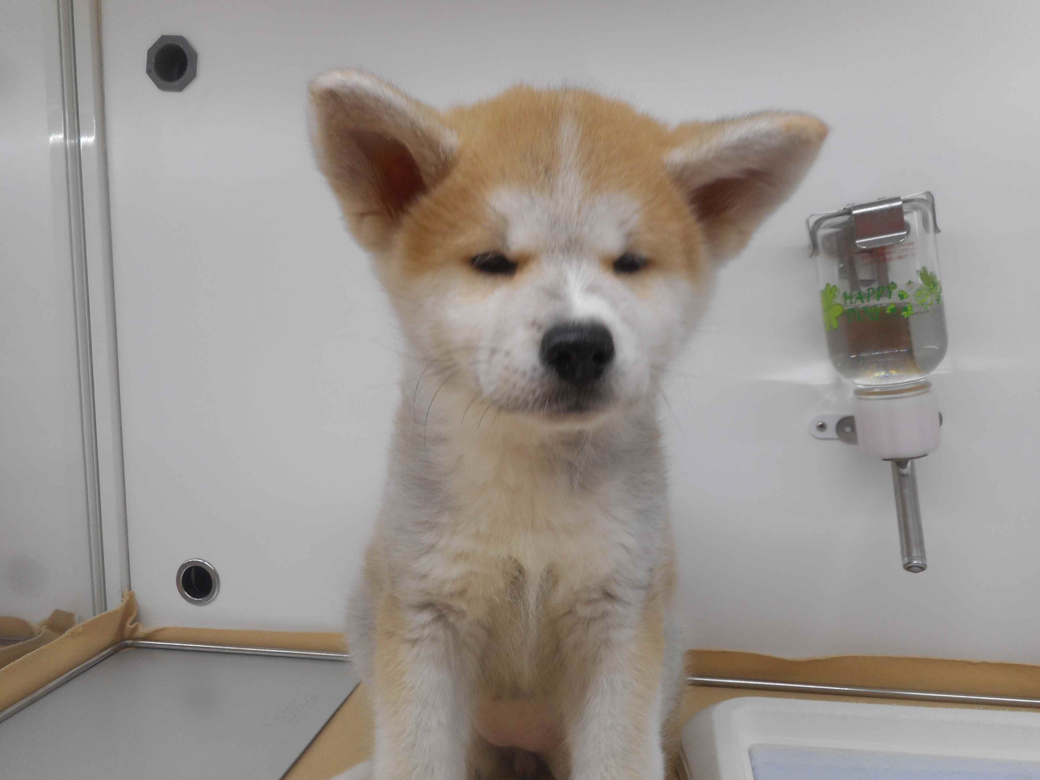 オススメ犬バトンタッチ！！次に任命されたのは・・・？