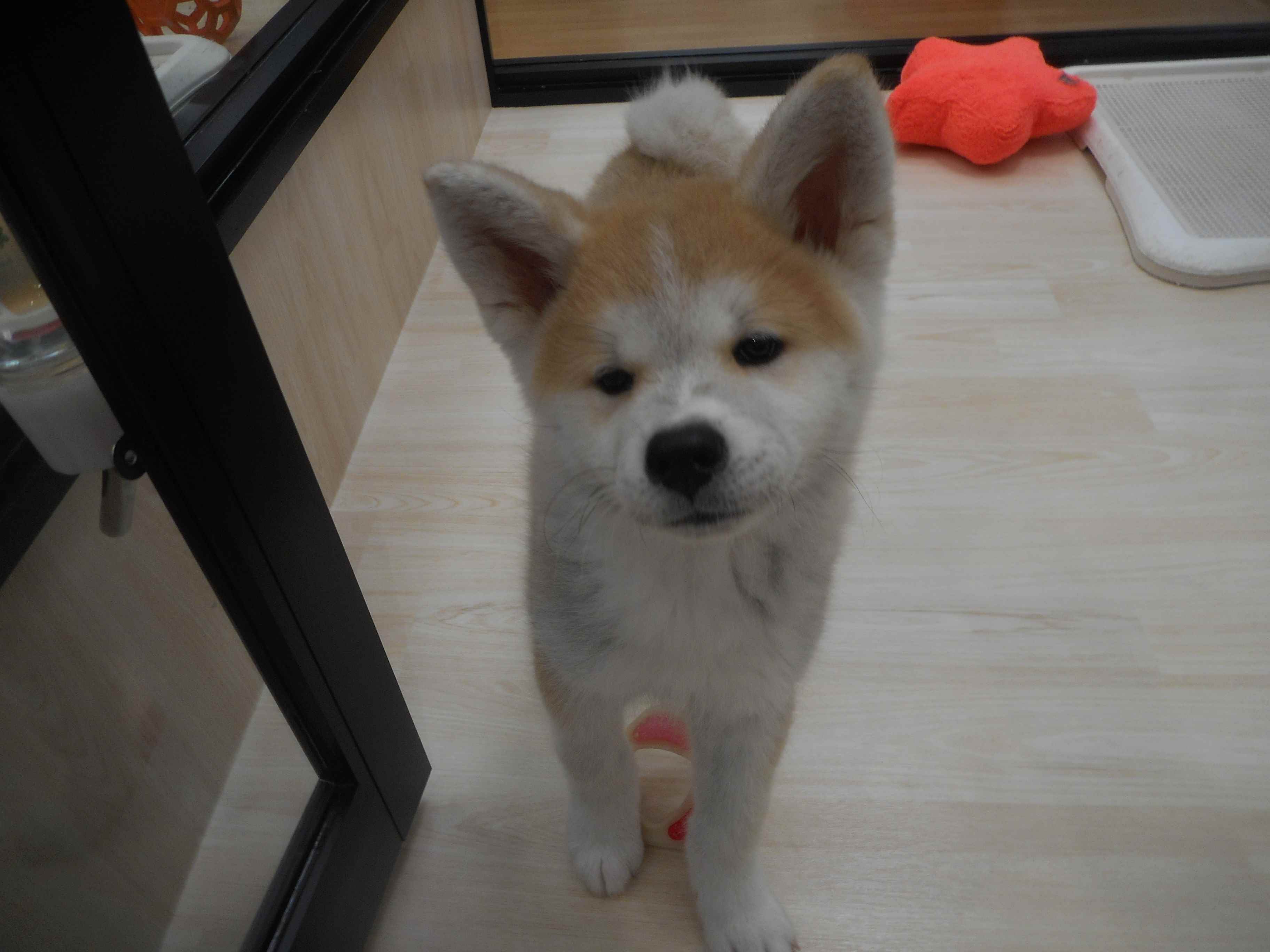 あきちゃんお部屋のお引越し♪