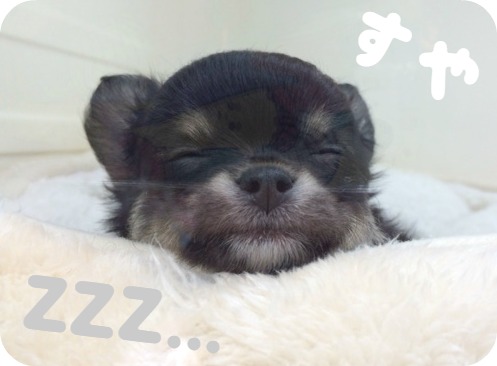 ★寝相は気にしないチワワくん(。-ω-。)★