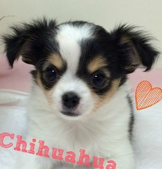 ★ＮＥＷオススメちーちゃん♪★