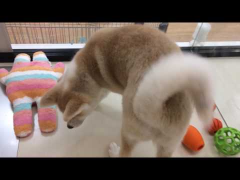 ☆秋田犬＆トイプー新入りさん☆