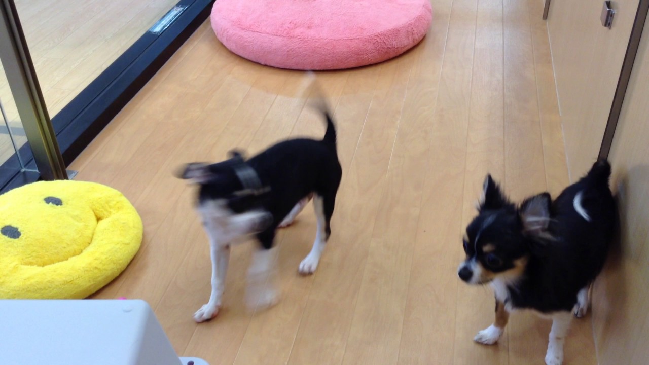 ☆福住店のちびちゃんズ☆動画!!