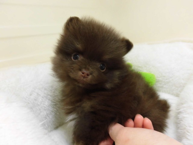 お家が決まりました！＆NEWおすすめ犬！