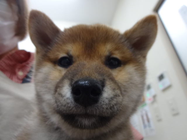 ☆　おすすめ犬バトンタッチ！　☆