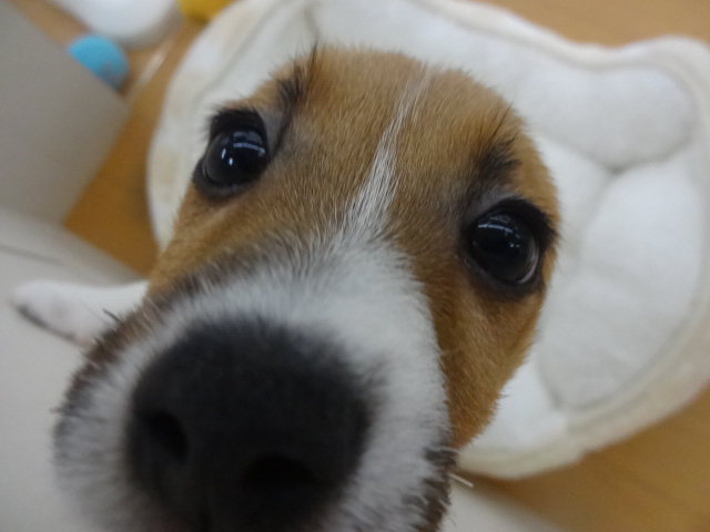 ☆　むち子からのお知らせ！　☆