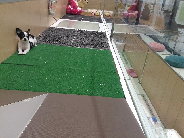 ☆デビューしましたッ☆