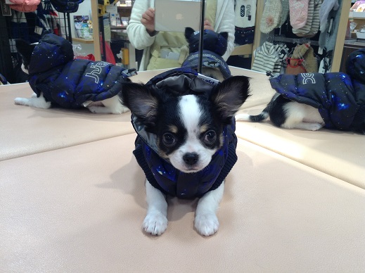 ☆今日のちーちゃん☆