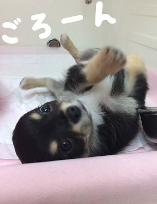 ☆ごろごろ♡チワワくん☆