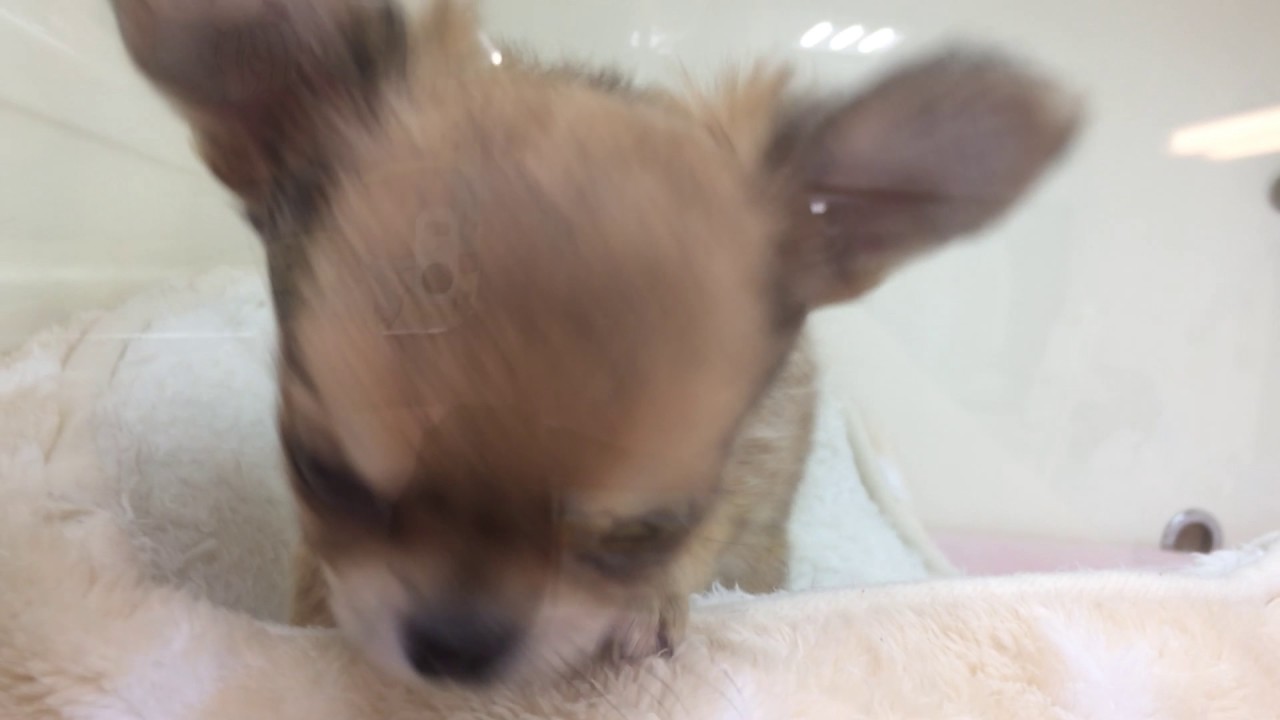 ☆可愛い♡チワワくん登場！☆