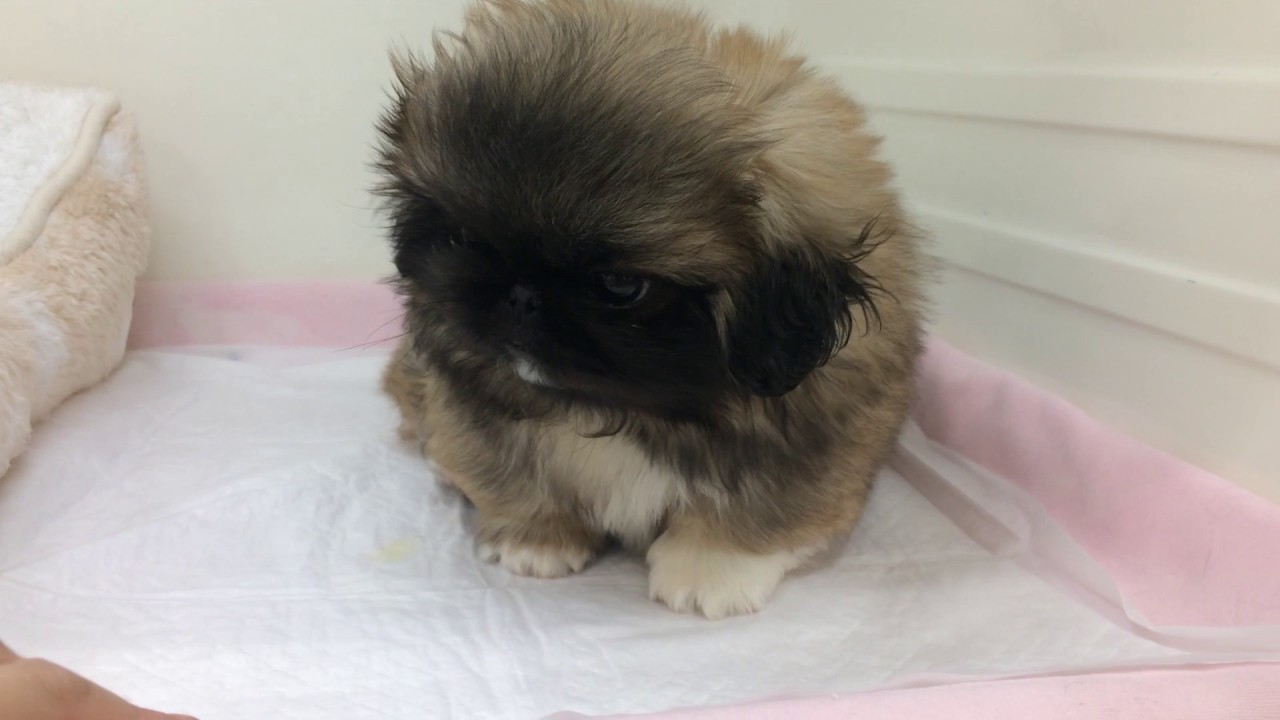 ★あざとカワイイ！？ペキちゃん★