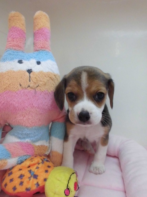 ビーちゃん秋田へ☆