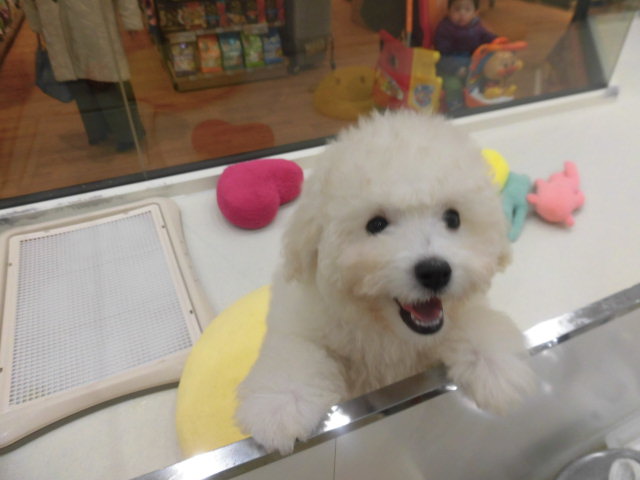 ぷーたんＰＲデビュー♪