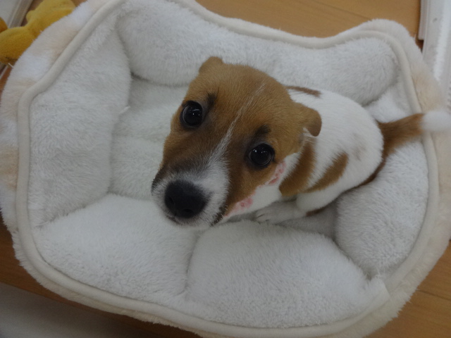 ☆　おうちが決まりました！　☆