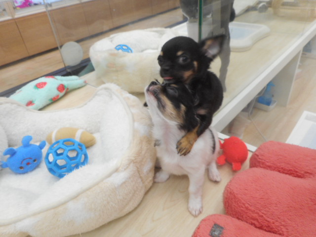 ちーちゃんとちーくんの新しいお部屋♪