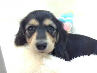 新おすすめ犬発表☆