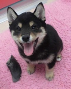 柴やんお座りの巻☆
