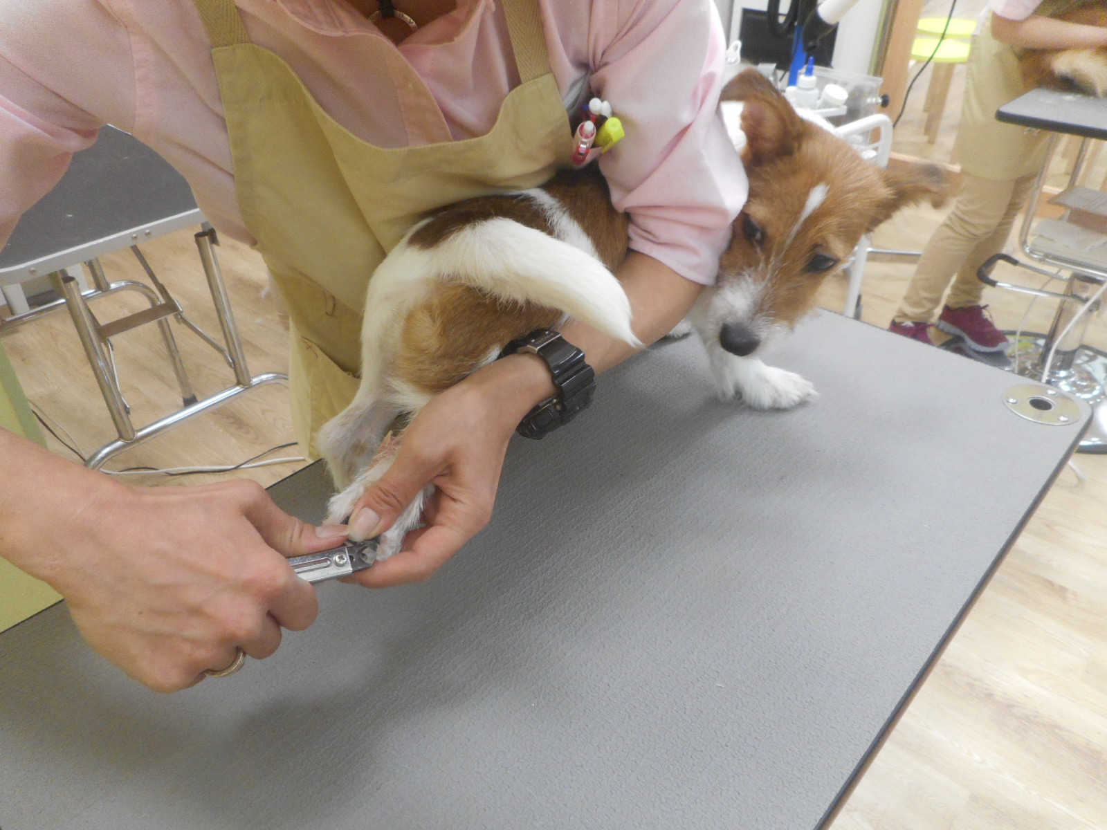 おりこうなんでつ☆