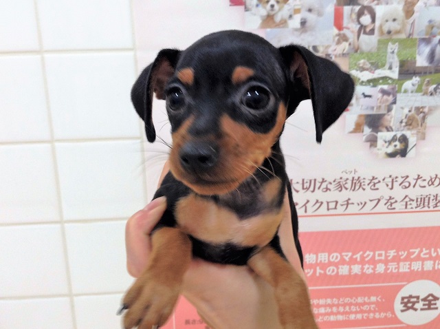 おススメ犬バトンタッチ♬