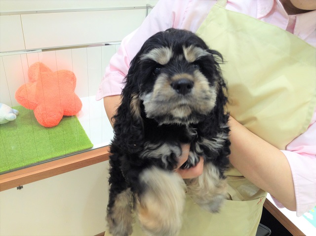 こーちゃん首輪の練習をするの巻☆