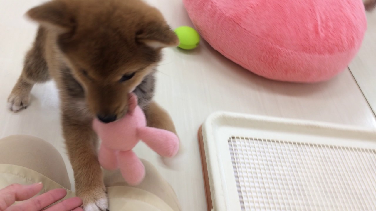 ★NEWおすすめ柴ちゃん★
