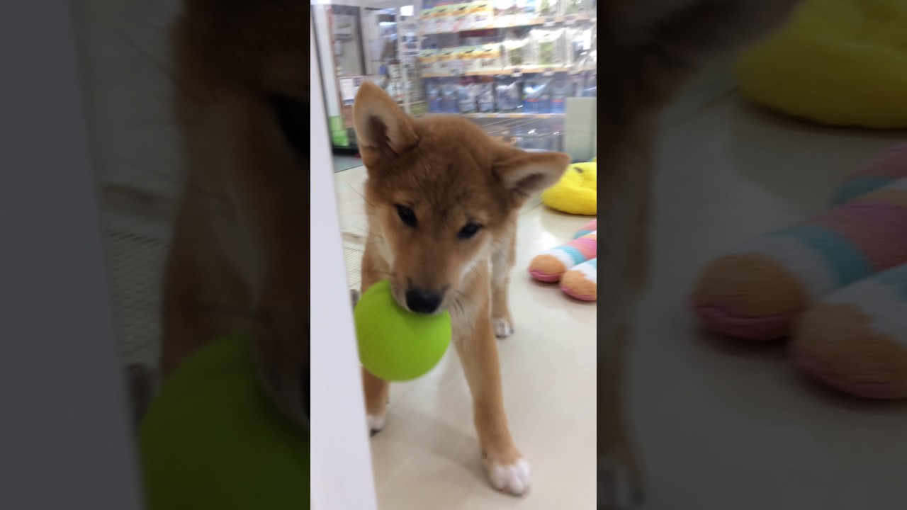 ☆柴ちゃん動画♪(*^-^*)☆