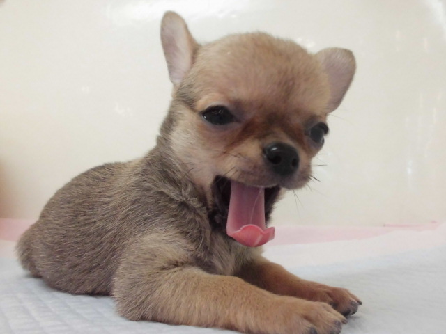 おススメ犬決定☆