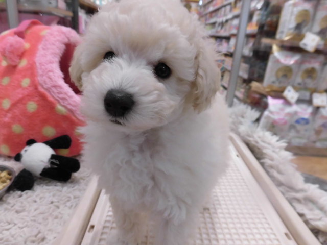NEWオススメ犬