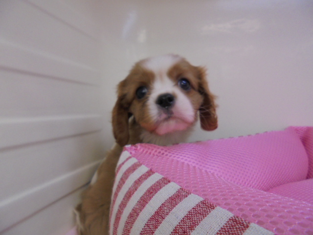 にゅーおすすめ犬♡