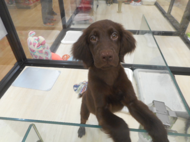 NEWオススメ犬発表♪