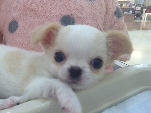 ☆今日も元気なちーちゃん☆