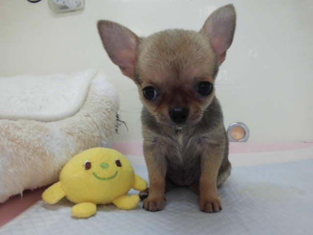 新おススメ犬( *´艸｀)♡