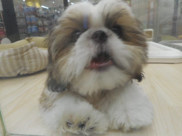 ＮＥＷオススメ犬♪