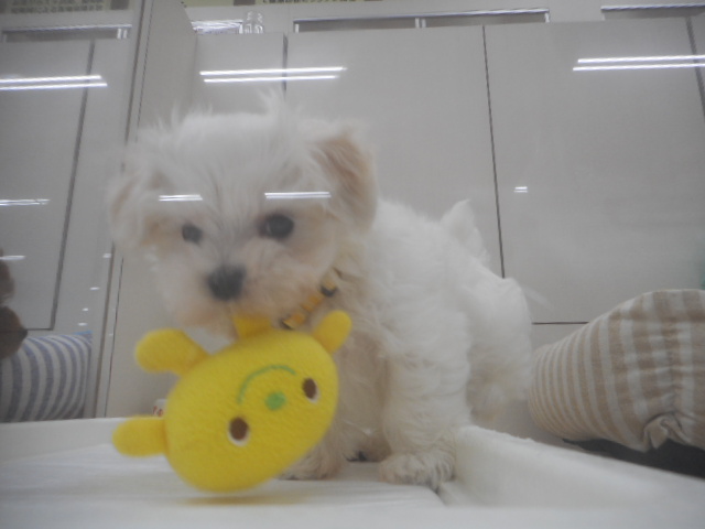 オススメ犬に選ばれたのが・・・