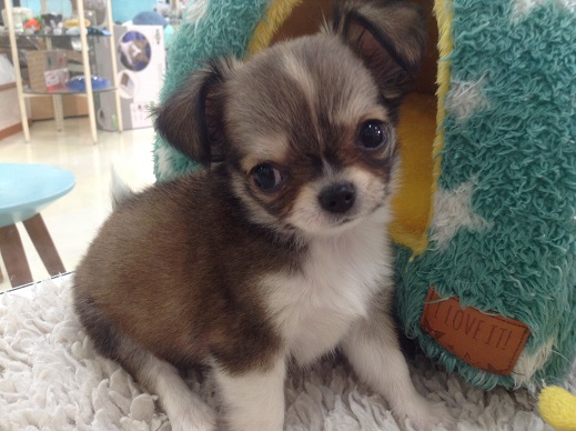 ☆おすすめ犬就任☆