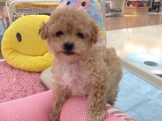 ☆おすすめ犬ご紹介☆