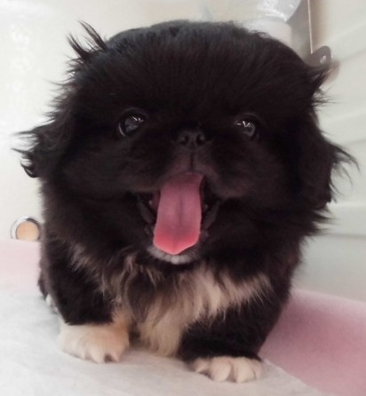 ご報告！あたちぺチコ♡