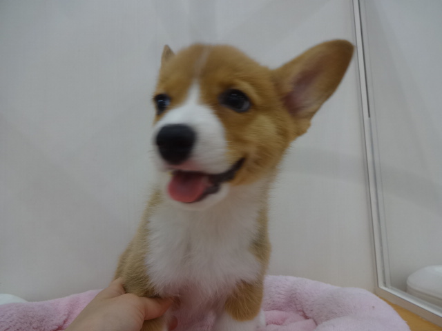 ☆　おうちが決まりました！　☆