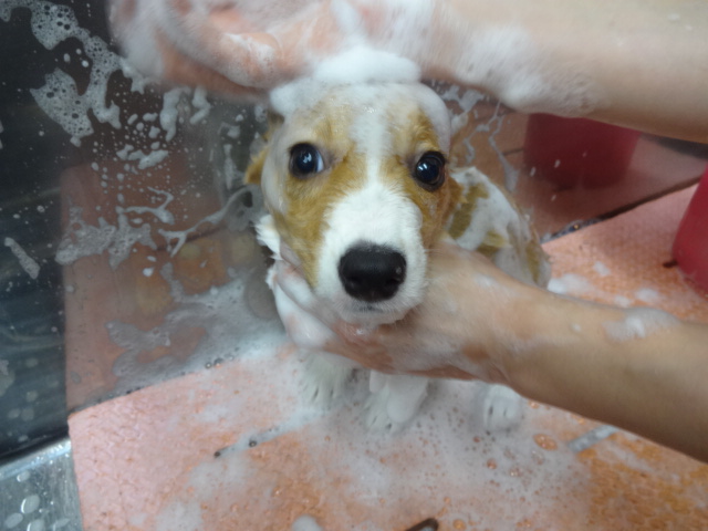 ☆　シャンプーしてもらったよ　☆