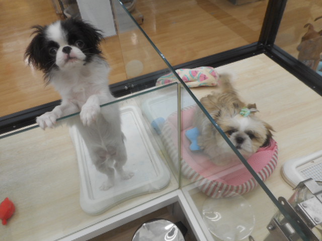 シーくん、お友達と写真撮影(^〇^)