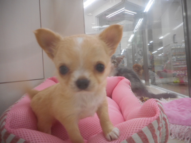 新しいオススメ犬が決まりました☆