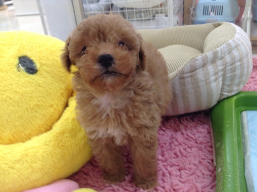 ☆newオススメ犬ご紹介☆