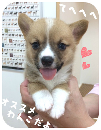 ★NEWオススメ犬コーギー！★