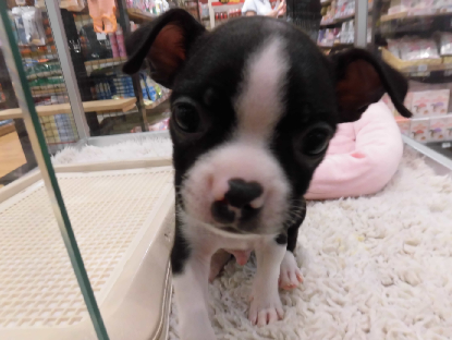 オススメ犬の発表です♪